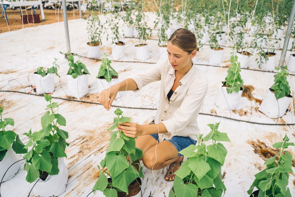 Wasabi z Jedlni-Letniska: dwa lata czekania i liście po 200 zł/kg