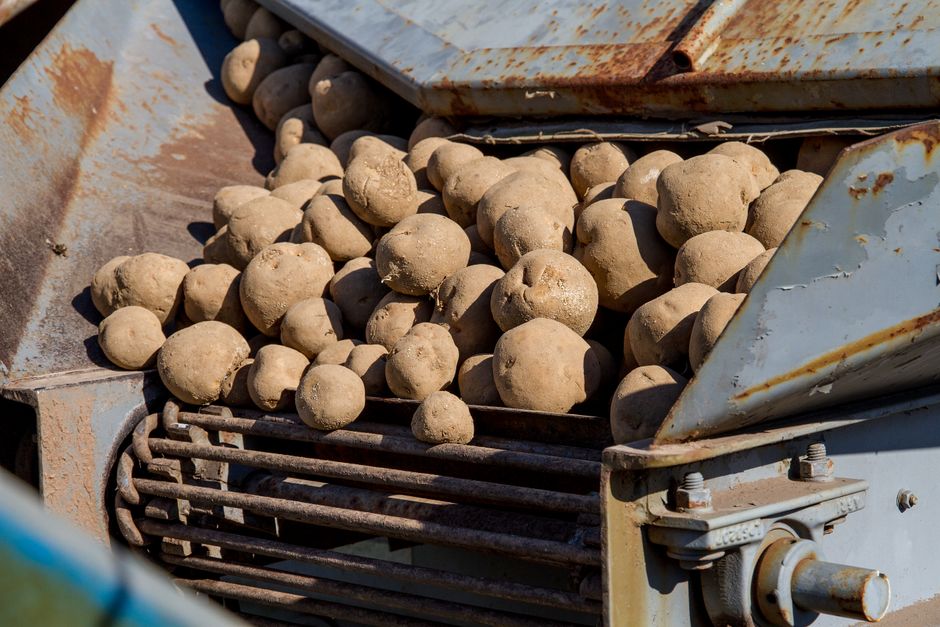 Cyberbezpieczeństwo w agrifood – czas na działanie