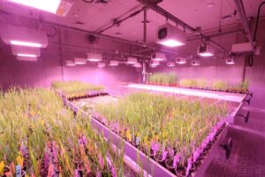 Brytyjskie Centrum Agri-Tech redukuje zatrudnienie o 60% i zmienia model działania
