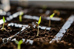 Switch Bio łączy siły z Bayerem, by rozwinąć przełączalne biofertilizatory